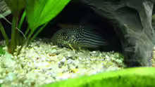 Corydoras sterbai