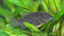 Corydoras sterbai