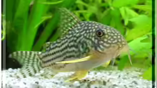 Corydoras Sterbai