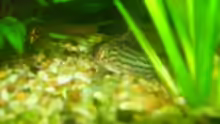 corydoras