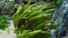 Cryptocoryne lutea