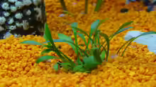 Cryptocoryne parva