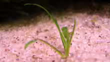 Cryptocoryne Parva