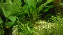 Cryptocoryne petchii