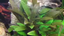 Cryptocoryne wendtii