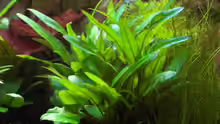 Cryptocoryne wendtii
