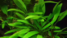 Cryptocoryne x willisii (Nevillii Wasserkelch)