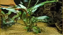 Cryptocoryne