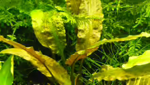 Cryptocoryne