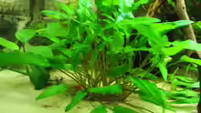 Cryptocoryne