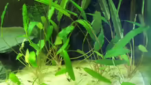Cryptocoryne