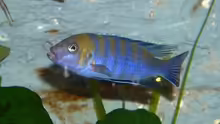 Cynotilapia afra Cobue-Bock