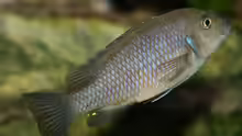 Cynotilapia afra Cobue female