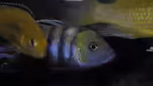 Cynotilapia afra Cobue