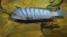 Cynotilapia afra Male