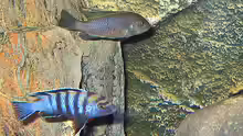 Cynotilapia afra Paar