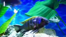 Cynotilapia afra red top Likoma