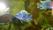 Cynotilapia lion