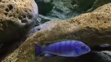 Cynotilapia Männchen