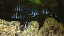 Cyphotilapia Frontosa Blue Zaire
