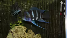Cyphotilapia Frontosa Blue Zaire
