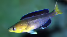 Cyprichromis - Bursche in Fahrt. .