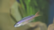 Cyprichromis leptosoma