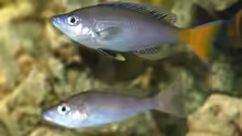 Cyprichromis leptosoma