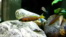 Cyprichromis sp. `Jumbo Kitumba` beim umfärben