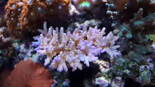 Deepwater-Acropora