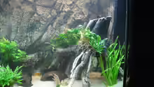 Dekoration im Aquarium Aufgelöst Nur noch als Beispiel
