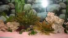 Dekoration im Aquarium Becken 10244