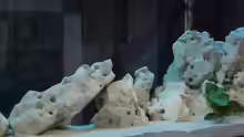 Dekoration im Aquarium Becken 1037