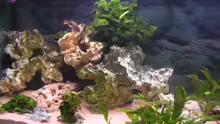Dekoration im Aquarium Becken 11000
