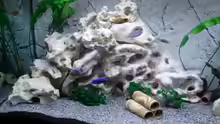 Dekoration im Aquarium Becken 11078