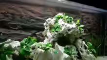 Dekoration im Aquarium Becken 1115