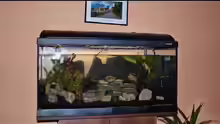 Dekoration im Aquarium Becken 112 L nur noch als Beispiel