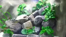 Dekoration im Aquarium Becken 1196