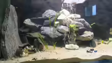 Dekoration im Aquarium Becken 1205