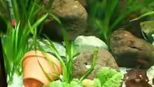 Dekoration im Aquarium Becken 12113