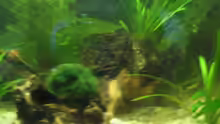 Dekoration im Aquarium Becken 12997