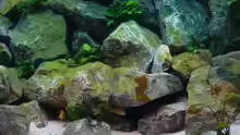 Dekoration im Aquarium Becken 1333