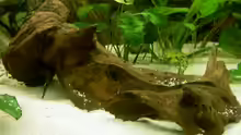 Dekoration im Aquarium Becken 1370