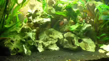 Dekoration im Aquarium Becken 1374