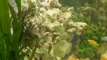 Dekoration im Aquarium Becken 1388