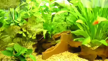 Dekoration im Aquarium Becken 1401