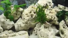 Dekoration im Aquarium Becken 2007