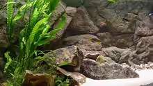 Dekoration im Aquarium Becken 216