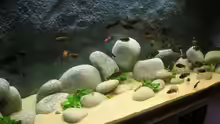 Dekoration im Aquarium Becken 2178