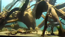 Dekoration im Aquarium Becken 24363